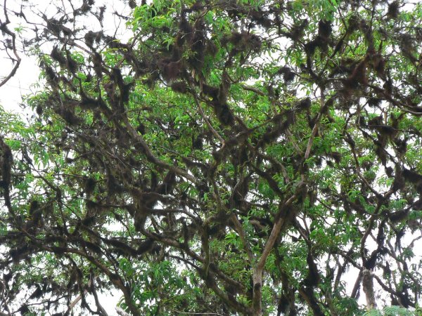 81- Mousse parasite sur les arbres 